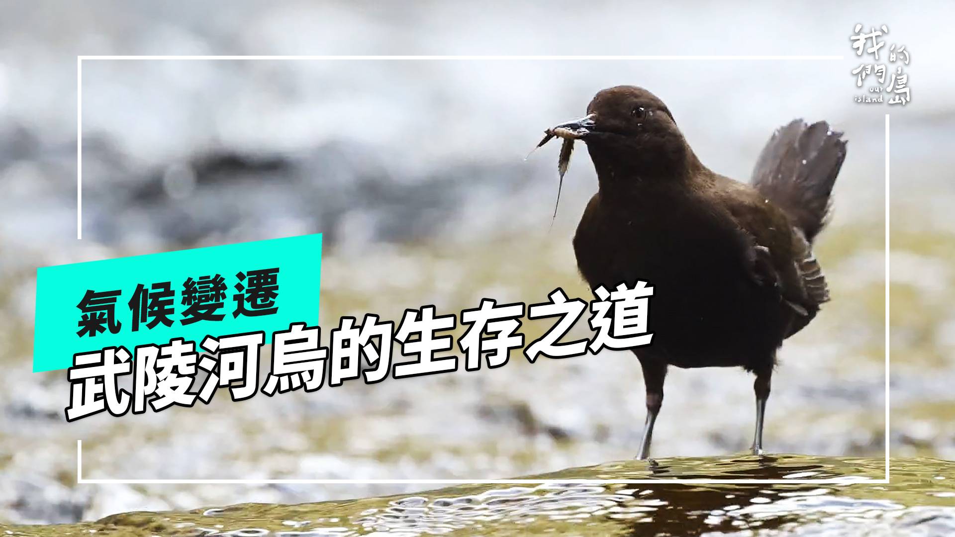武陵河烏啟示