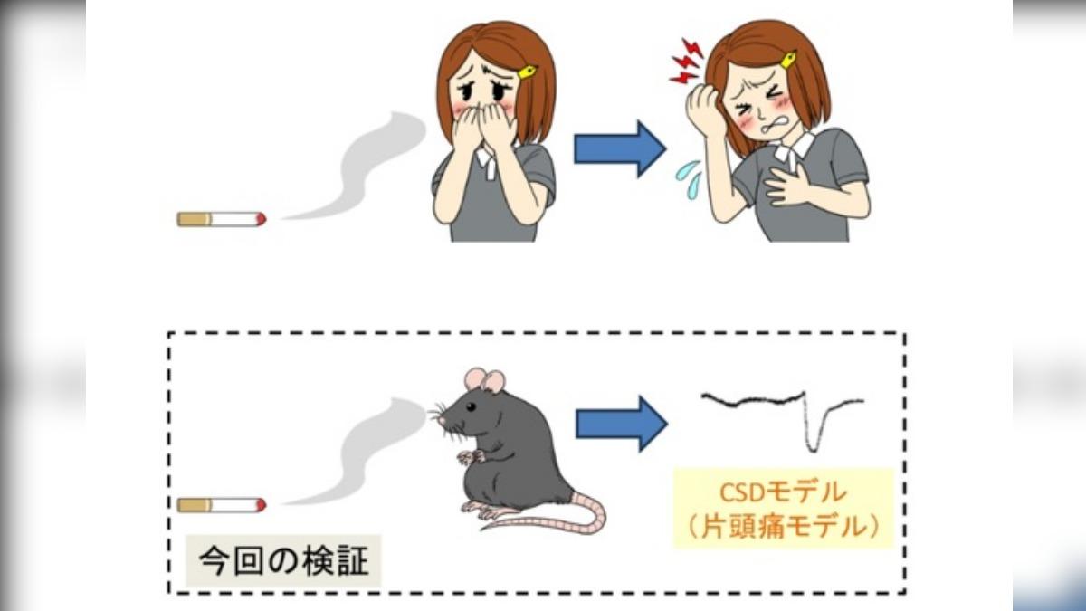 不僅肺腺癌!日研究曝「女性吸二手菸」偏頭痛發病率高男生3.6倍