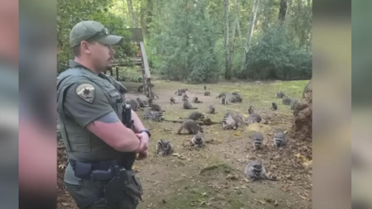 面對這麼多的浣熊,抵達現場的警員也非常傻眼。(圖/翻攝自FOX 13 Seattle影片)