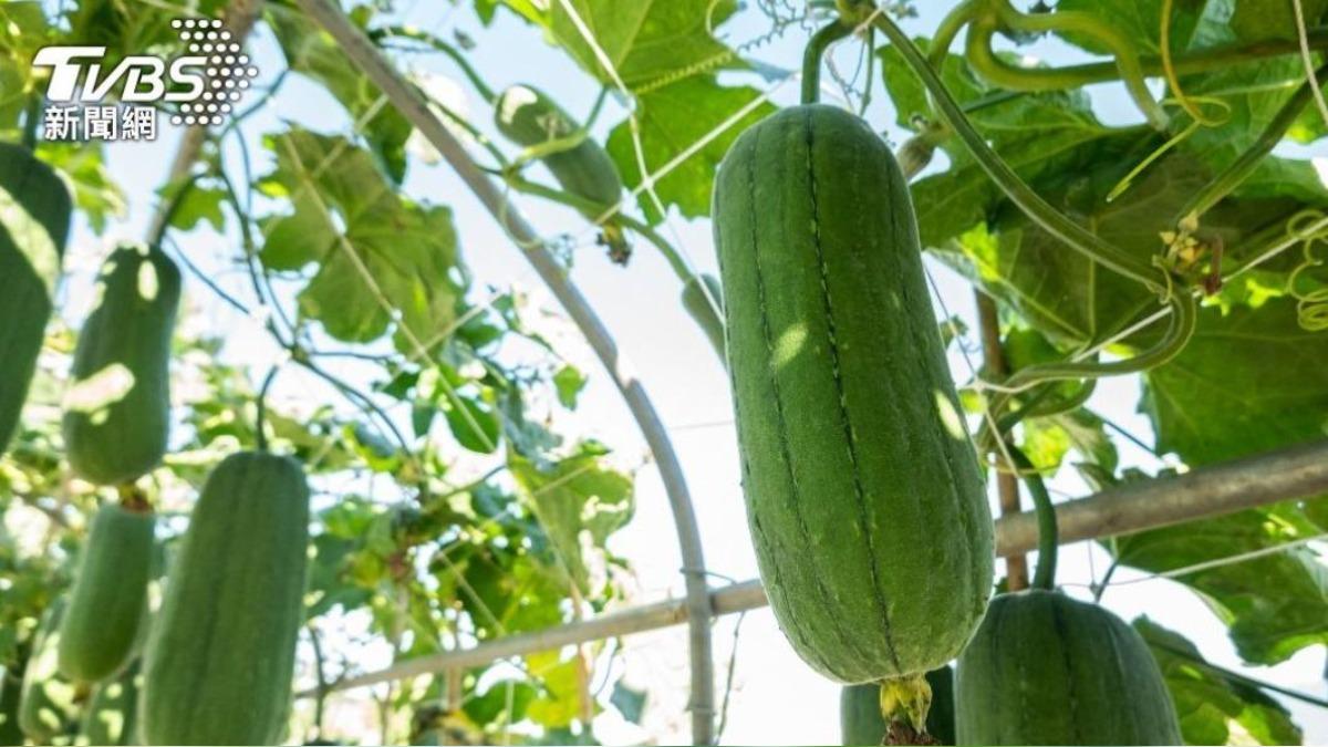 糖尿病患者福音!「絲瓜」5大好處曝光 變1現象吃多恐腹瀉
