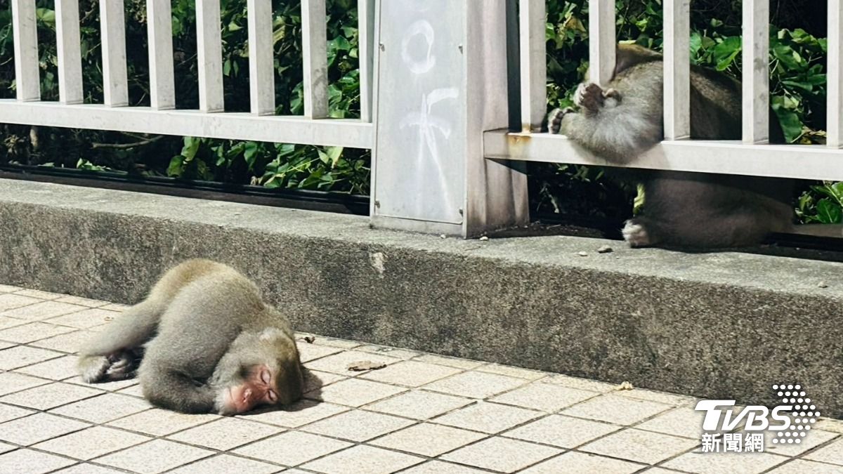 山陀兒颱風另類災民?柴山猴群可憐樣睡路邊 專家揭原因