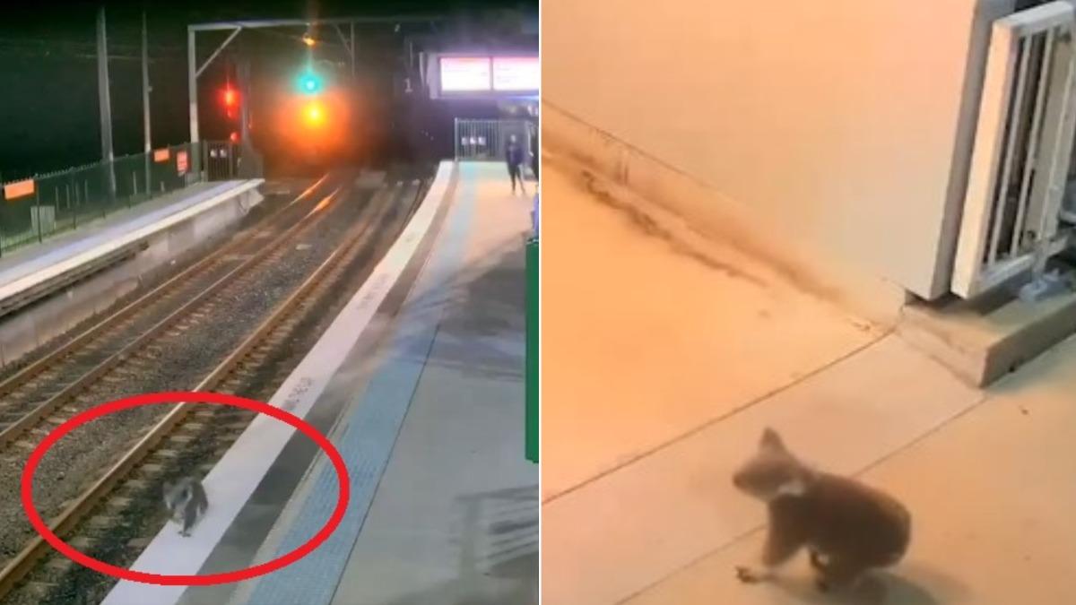 這隻無尾熊自行越過柵欄、爬進車站,隨後更慢吞吞地來到月台邊遊蕩。(圖/翻攝自X@NeuronaSV)