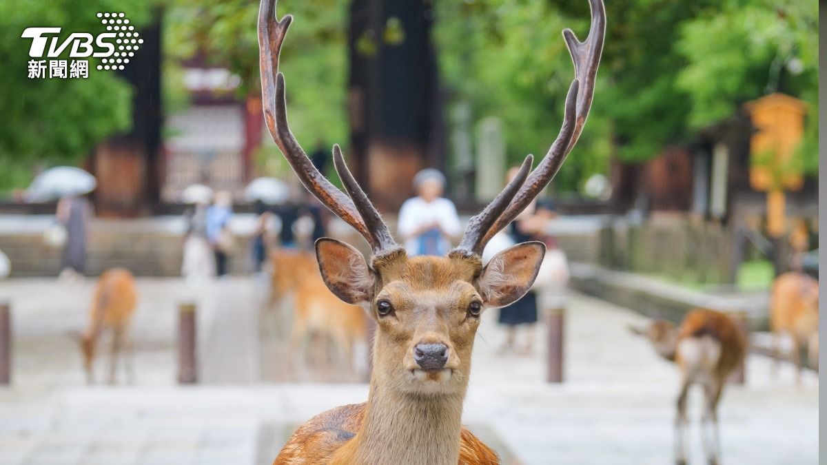 赴日注意！奈良鹿傷人事件頻傳　明發布「嚴重注意警報」