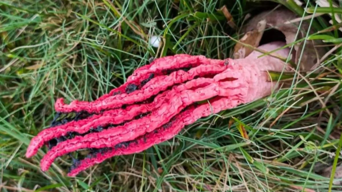 英國草叢驚現「惡魔手指」!血紅外觀散發腐肉惡臭 真實身分曝