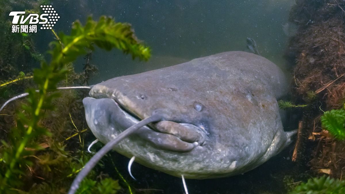 泰男爽釣大鯰魚!人骨、指甲藏肚 路過驚見「有人落水被啃食」