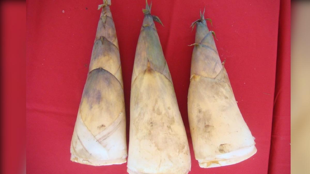 菜販教「3招挑麻竹筍」!去除苦味祕訣曝 7族群不適合吃