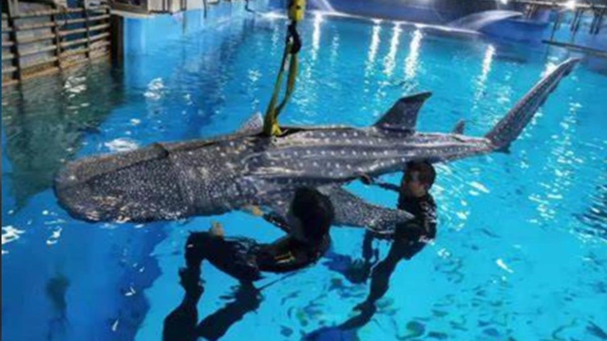陸水族館為環保巨資造「人造鯨鯊」 遊客花千元看假魚