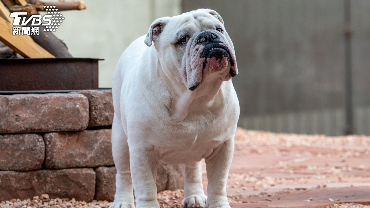 鬥牛犬。（示意圖，非當事動物／shutterstock達志影像）