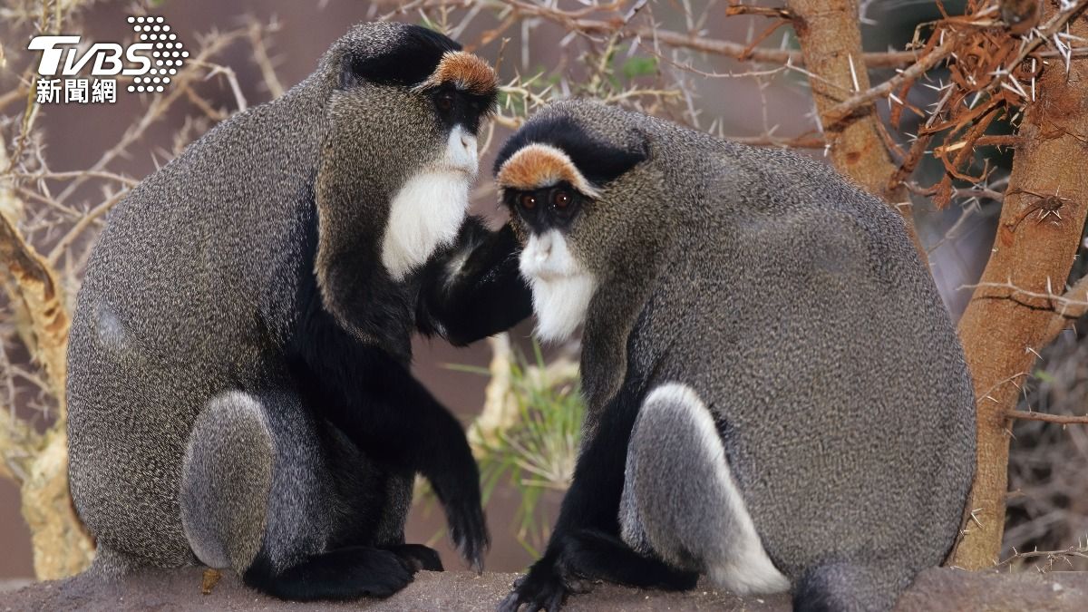 香港動植物公園「一天死8隻猴」死因待驗 今起關閉哺乳類動物區