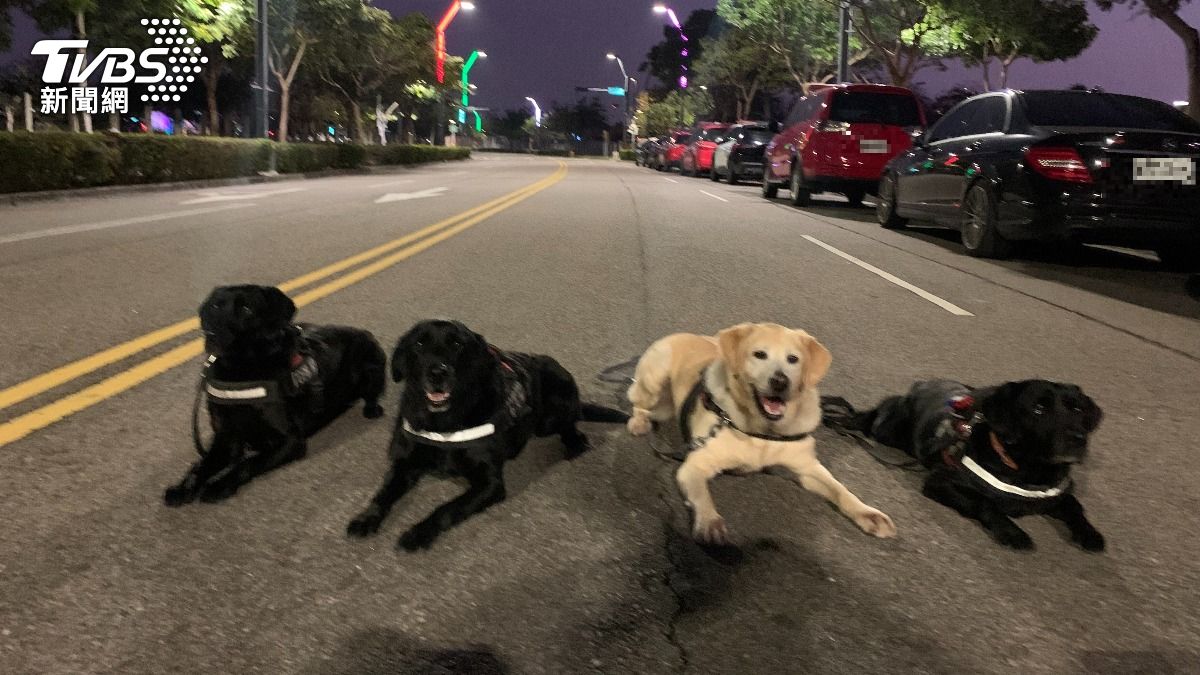 4隻警犬準備要退休。（圖／TVBS）