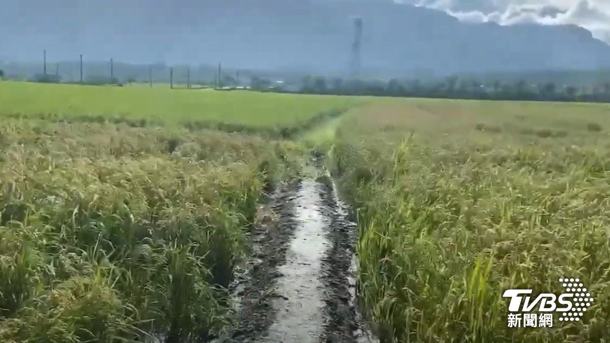 案發稻田白天景象。(圖/TVBS)