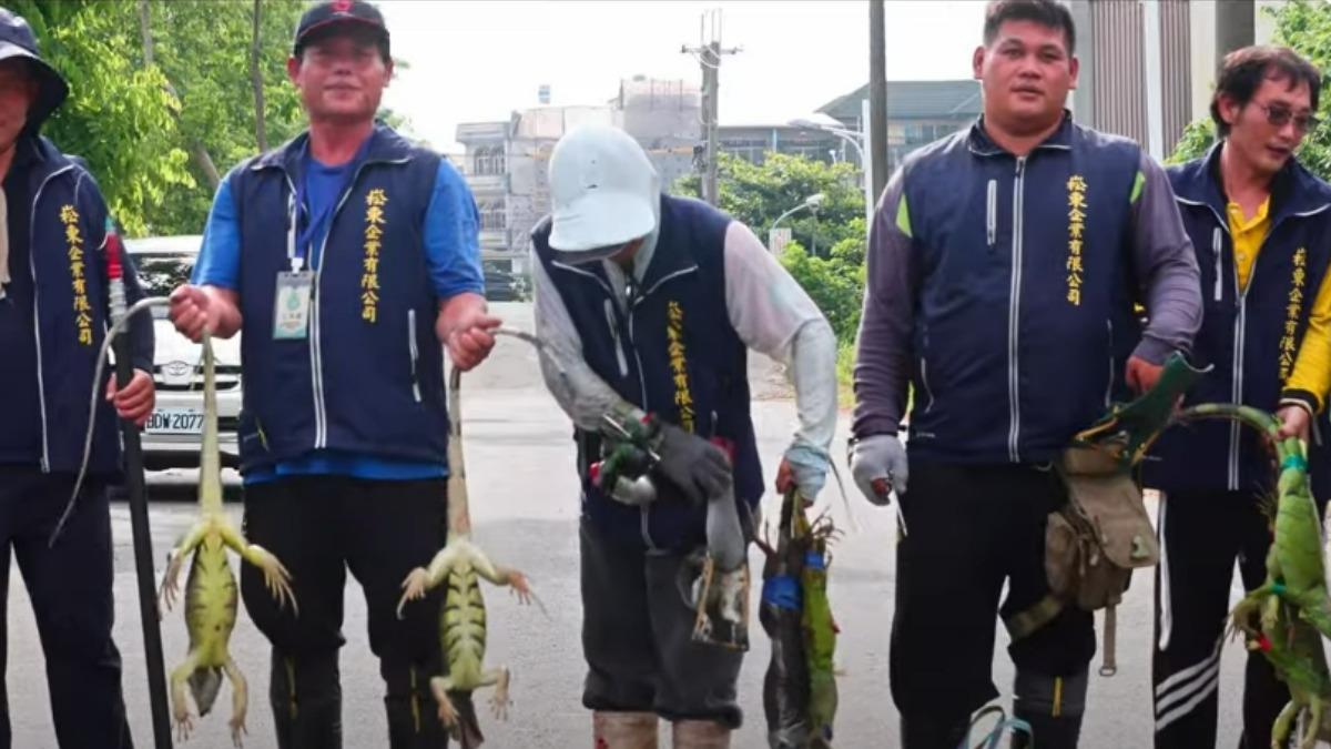 綠鬣蜥大舉肆虐,專業綠鬣蜥移除達人也出動。(圖/民眾提供)