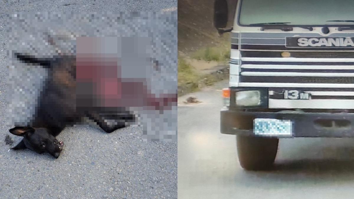 悚!小黑狗遭巨輪輾斃「臟器外露」 砂石車惡意路殺瞬間曝