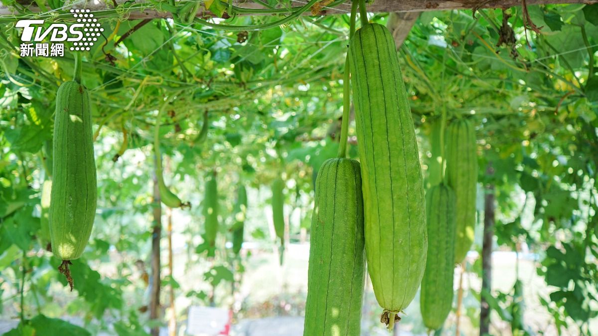 糖尿病患者福音!吃「絲瓜」穩血糖又養膚 醫:2種人勿食過量