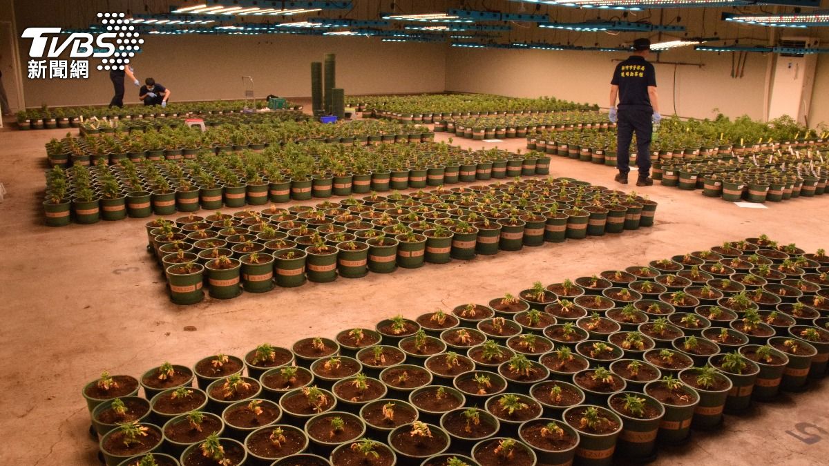 史上最大宗大麻案!新竹千坪栽種場曝光 成品市值20億