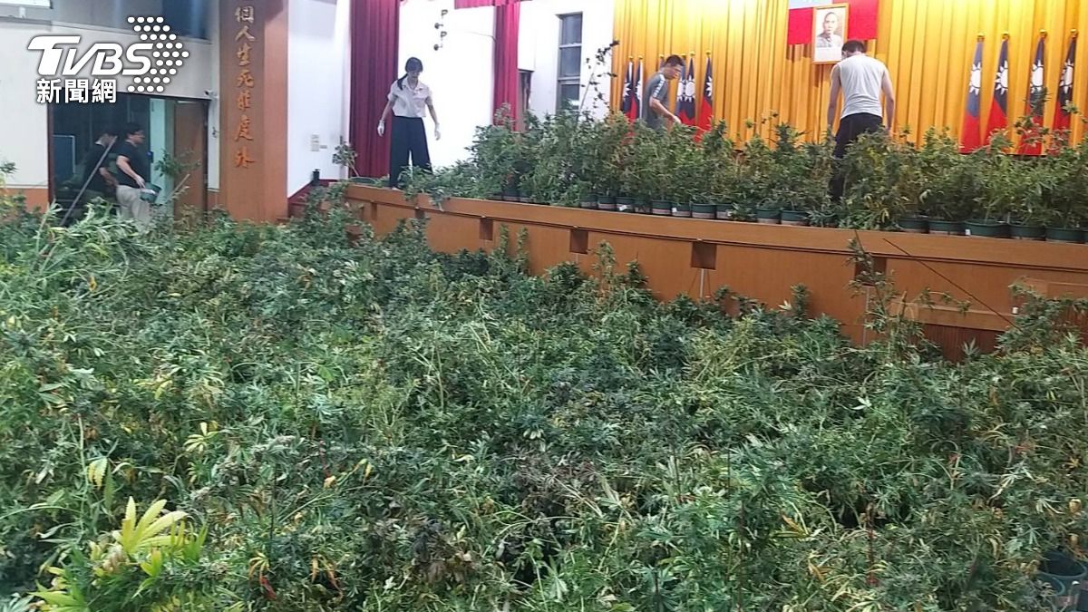 警方查扣大麻植株 4519 株、大麻種子 1666 顆等證物,市值約20億元。(圖/TVBS)