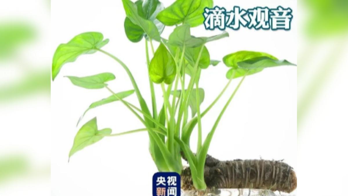 要證明是芋頭!陸少年賭氣咬下「姑婆芋」 嘴發麻心臟狂跳險喪命