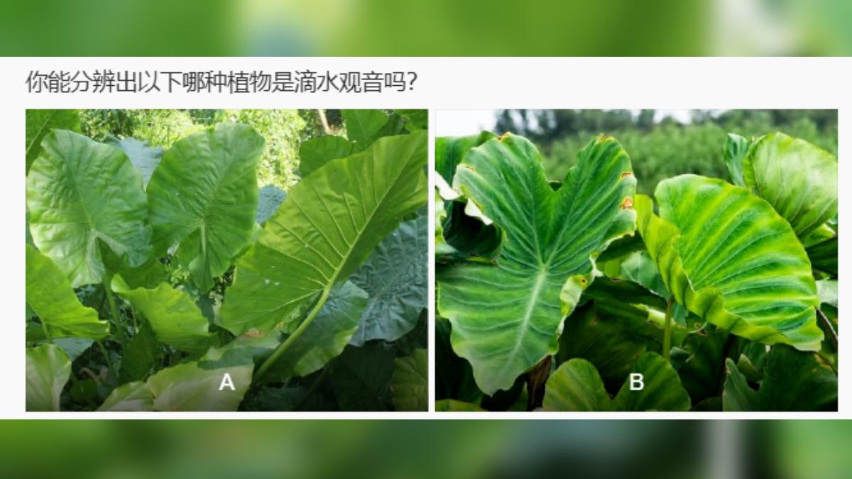 左邊的A植物為姑婆芋,右邊的B植物則為芋頭葉。(圖/翻攝自央視)