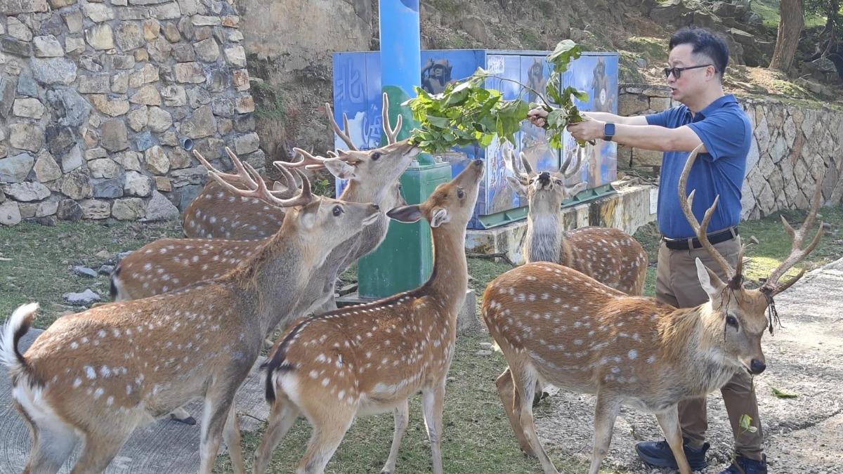 海基會贈陸梅花鹿!羅文嘉溫情喊話 取名為「和和平平」