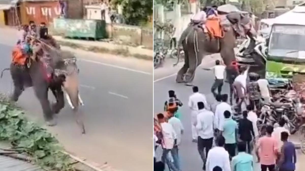 印度節慶遊行大象獸性大發突抓狂！　踩爛轎車、拋飛村民
