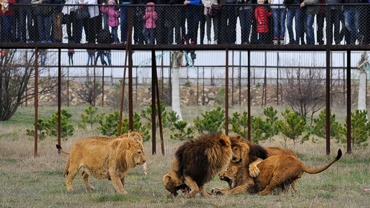 動物園女員工忘記鎖門! 下秒慘遭3獅圍攻「屍體淪碎片」
