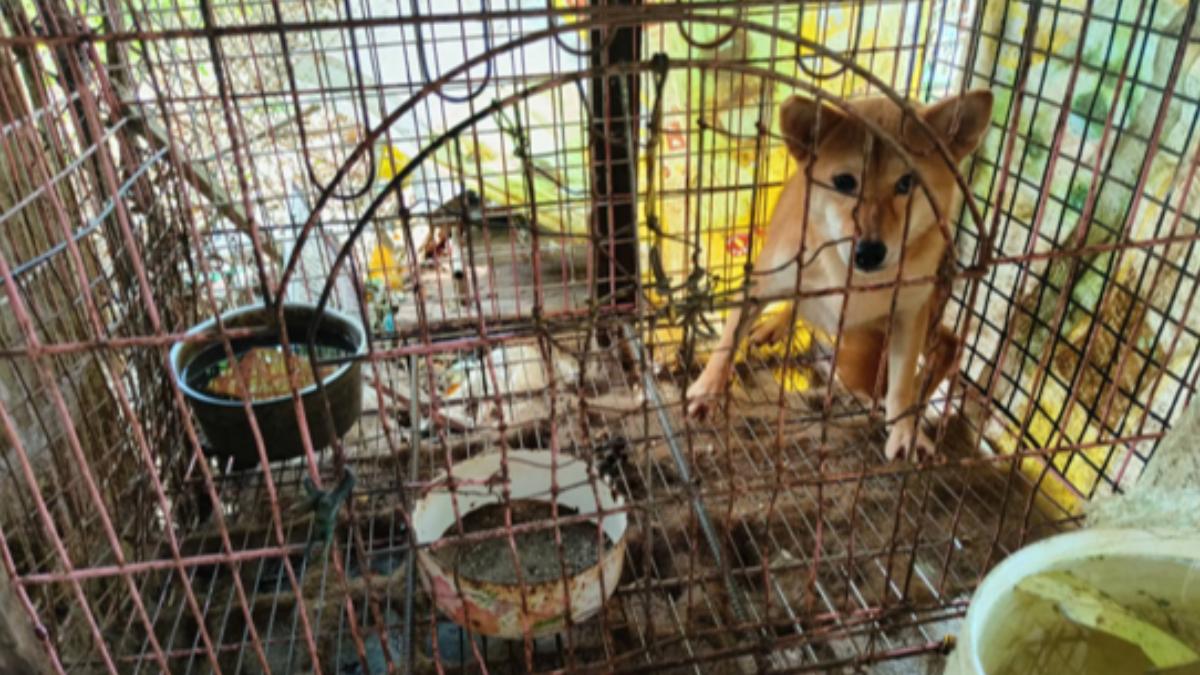 超心疼!柴犬、博美被關超髒籠舍非法養殖 竹縣動保所救出39隻犬