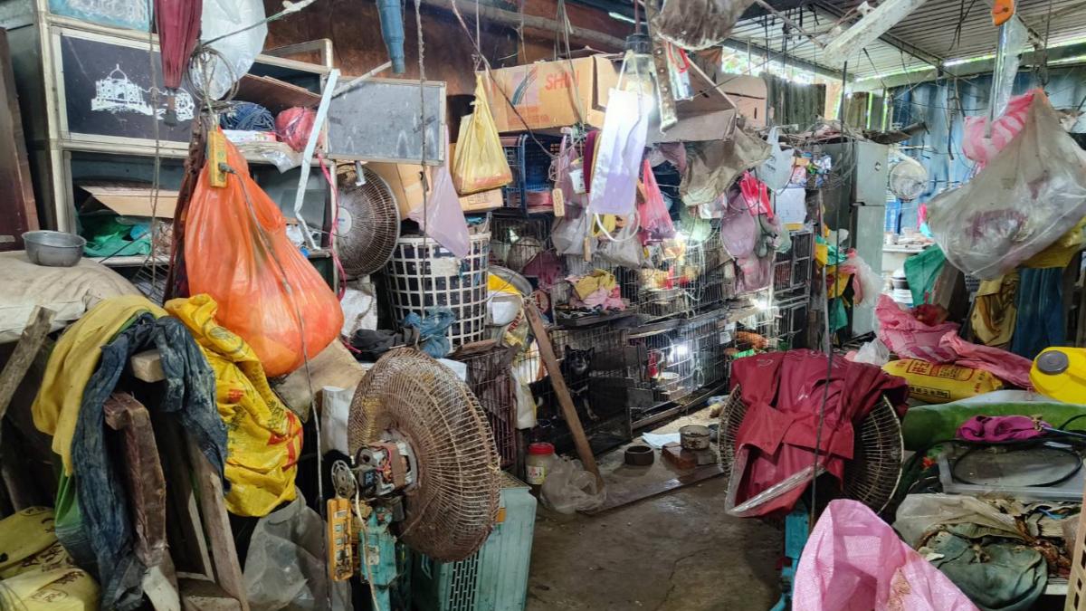 犬隻被關在超髒廢舍,非法養殖。(圖/翻攝自新竹縣政府動物保護防疫所)