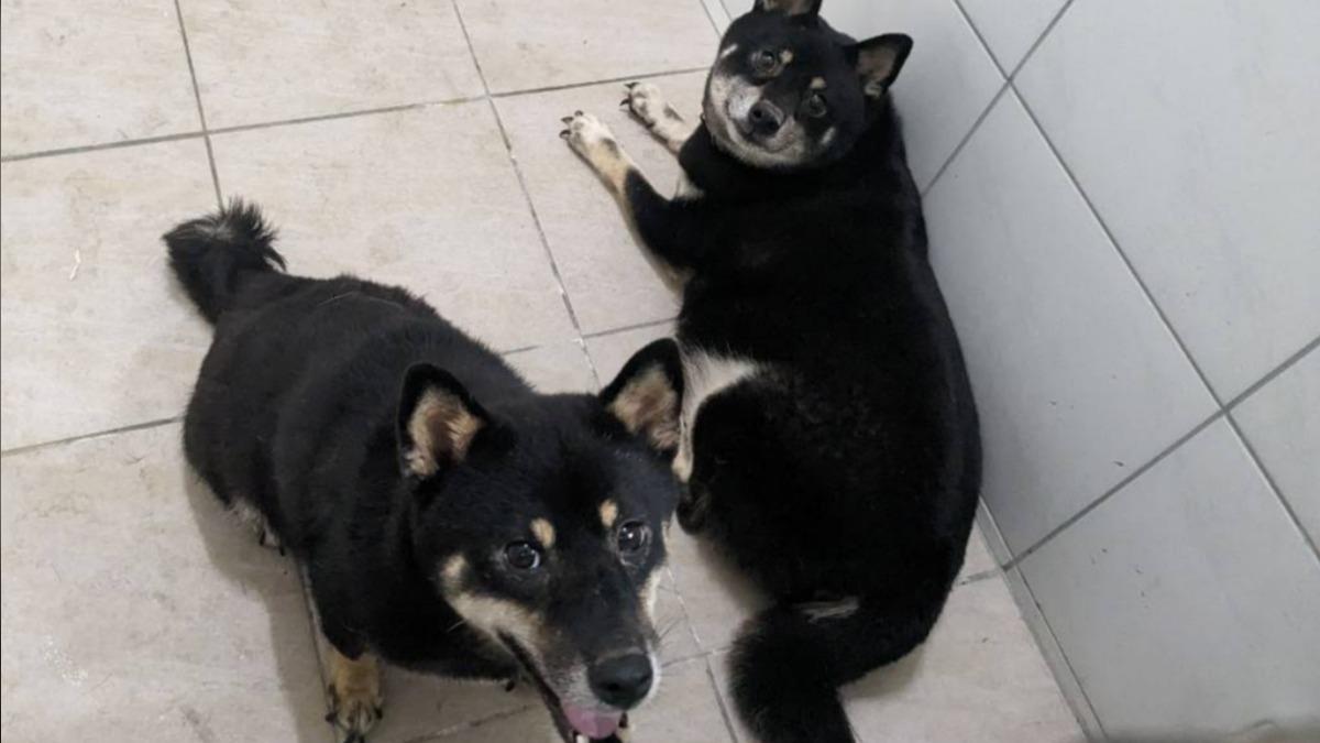 犬隻被關在超髒廢舍,非法養殖。(圖/翻攝自新竹縣政府動物保護防疫所)