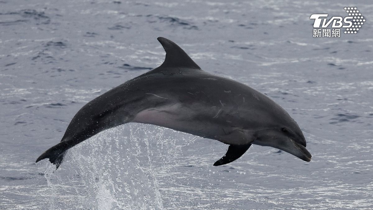 北海道小樽水族館添新成員 瓶鼻海豚寶寶誕生