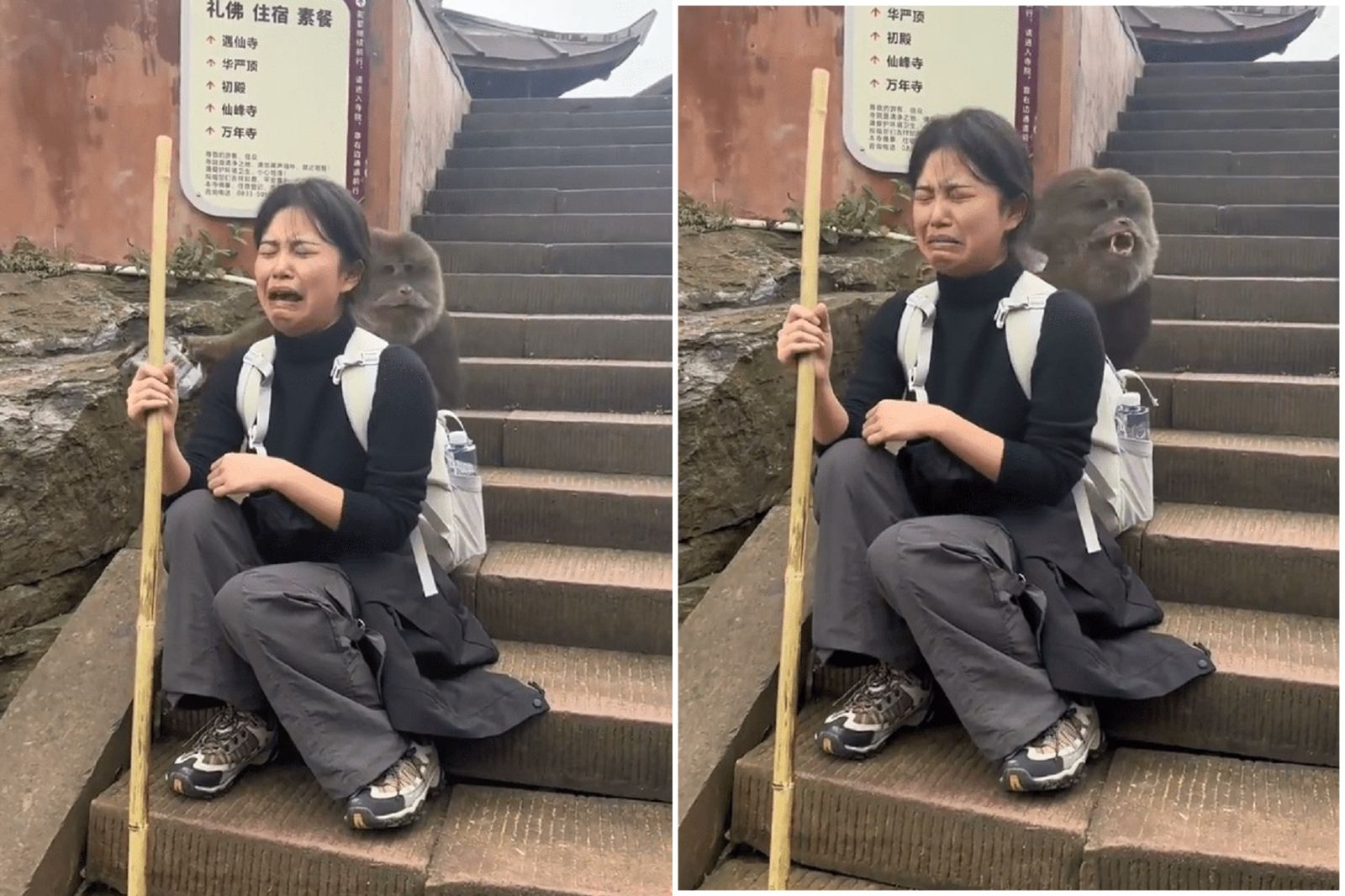 嫩妹遊峨眉山 慘遭「山道猴子」硬上!她痛哭大罵:你好醜