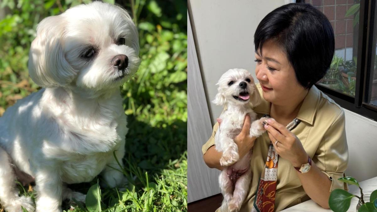 愛犬突癌逝崩潰爆哭！崔佩儀胸部驚見「10顆囊腫」　近況曝光