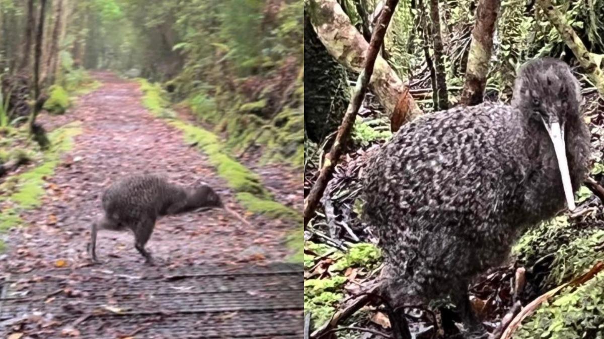 國家公園驚見瀕危鳥類!「巨大奇異果」現蹤 僅剩1.6萬隻