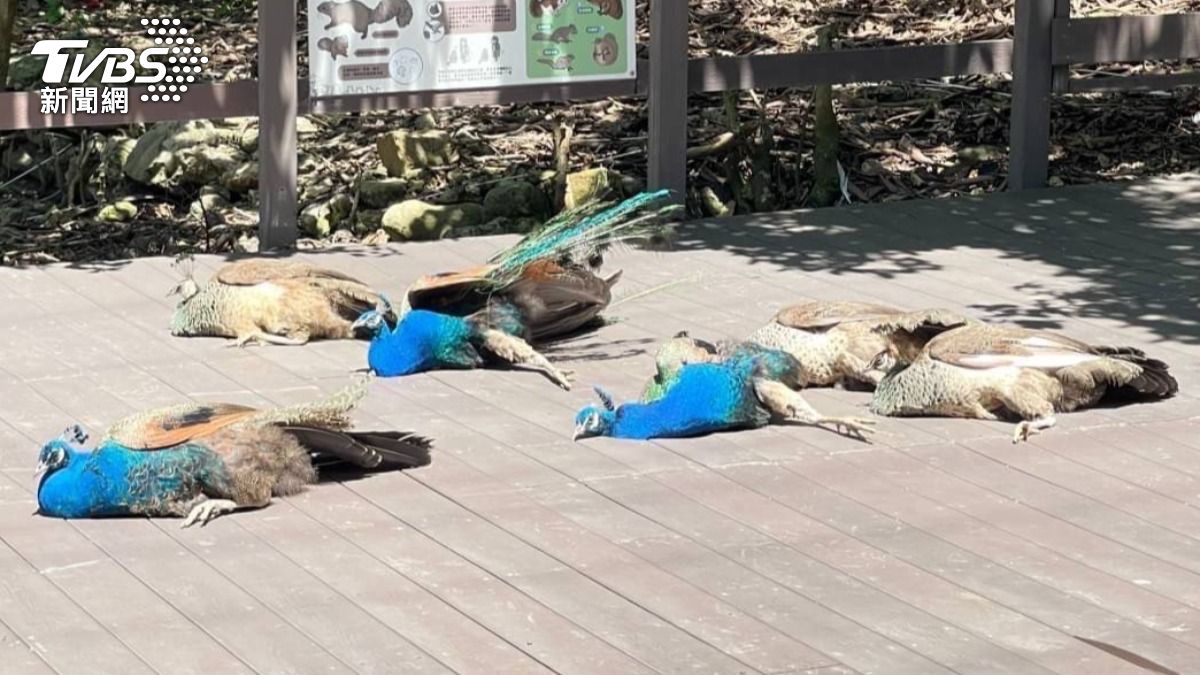 命案現場?多隻孔雀「癱地不起」畫面曝 壽山動物園急發聲