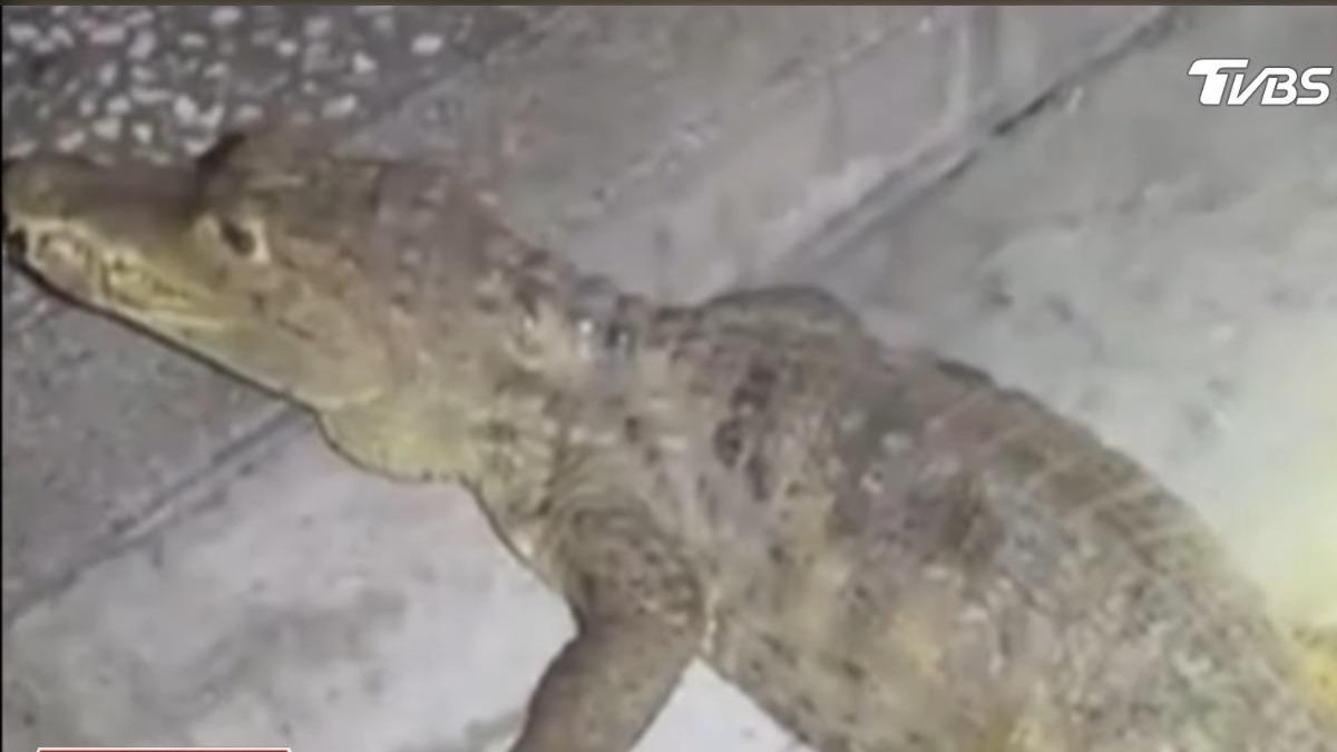 鱷魚新竹大街上趴趴走。（圖／TVBS）