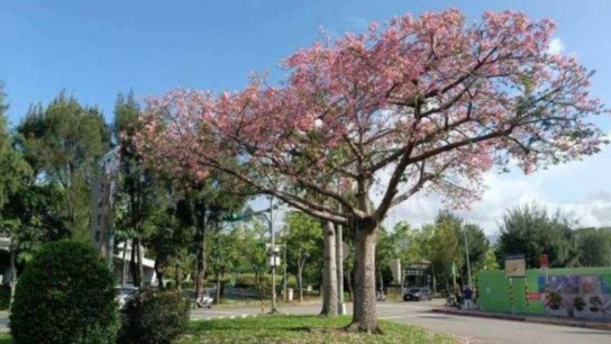 美人樹攻略一次看! 北市10月初「3地」逢花期、11月可去這裡看