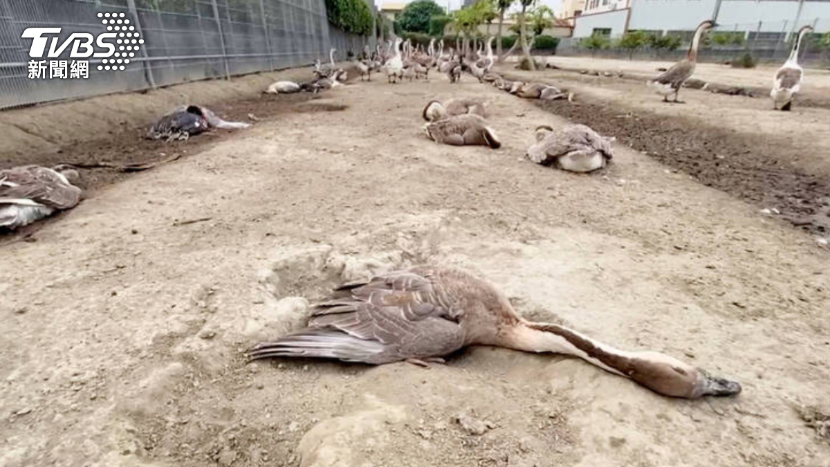 237隻鴨鵝莫名猝死!飼主心碎求媽祖保佑 兇手竟是它