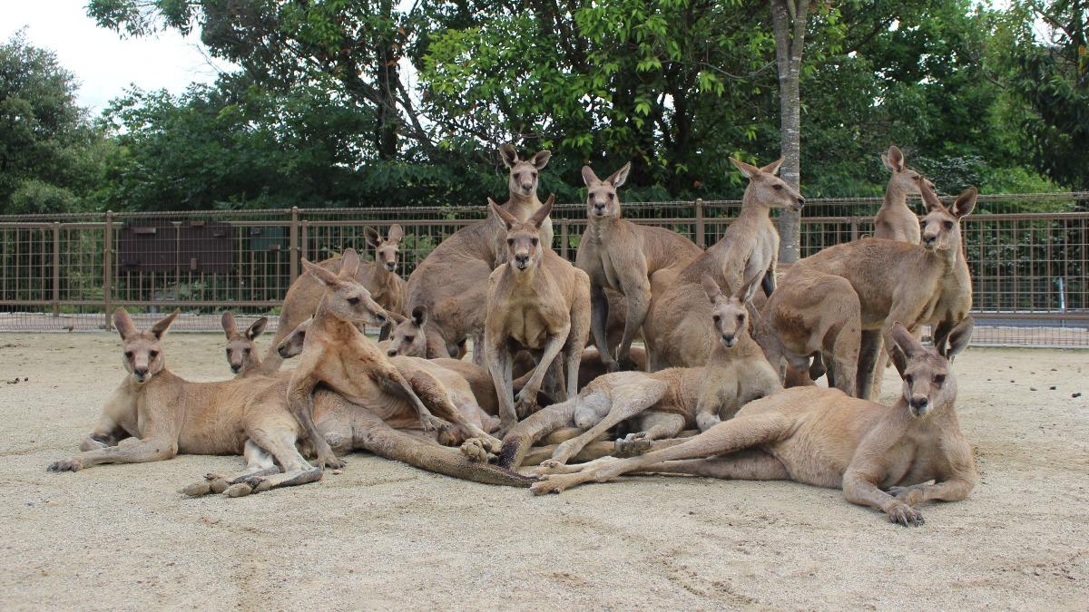 日動物園袋鼠「偶像級團體照」爆紅 千萬網友朝聖:要出道了?