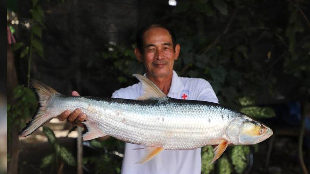「幽靈魚」（ghost fish）正式名稱是「曲鯉」（salmon carp）。（圖／翻攝自cambodianess）