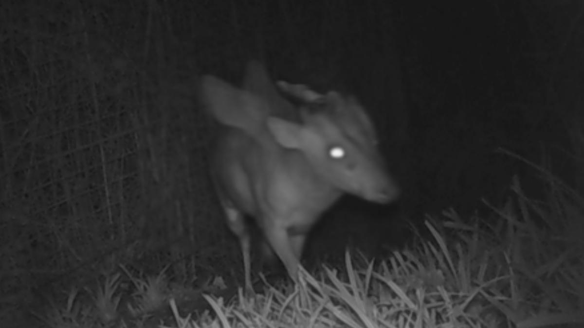 英動物園萬聖節靈感？監視器拍到「頭上長角+翅膀」四腿神獸