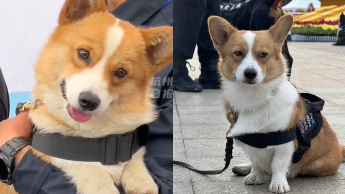 柯基警犬「福仔」正式上工!開心報到...數天後神情大變懷疑狗生