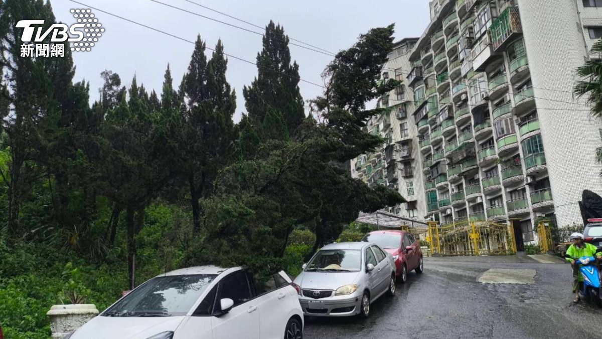 路樹掛在電線上岌岌可危。（圖／TVBS）