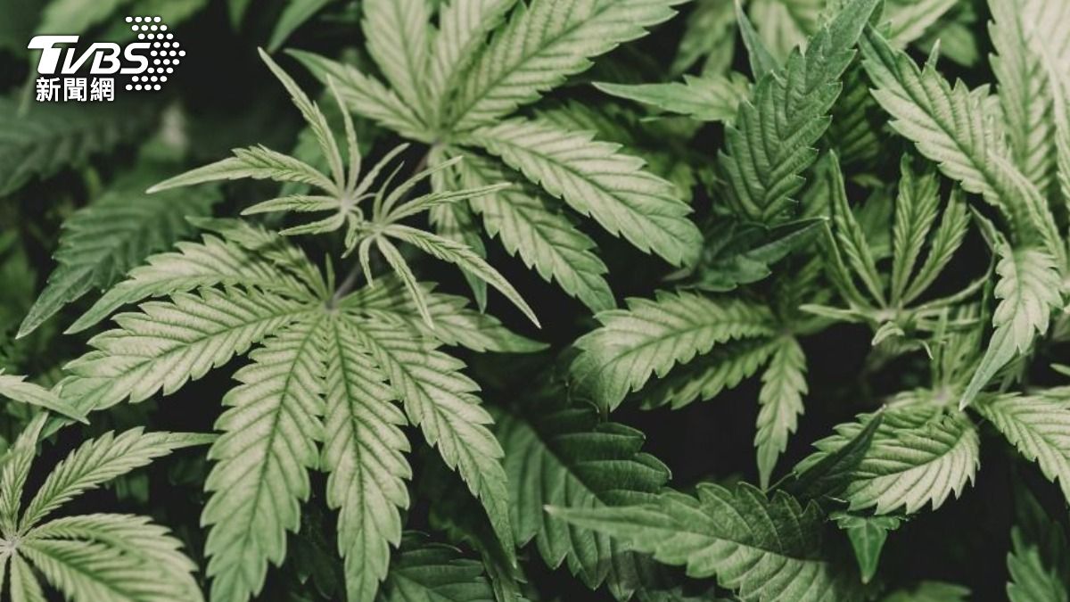 種大麻被抓!他辯「失眠又聽障」是自用 法官:有病看醫生