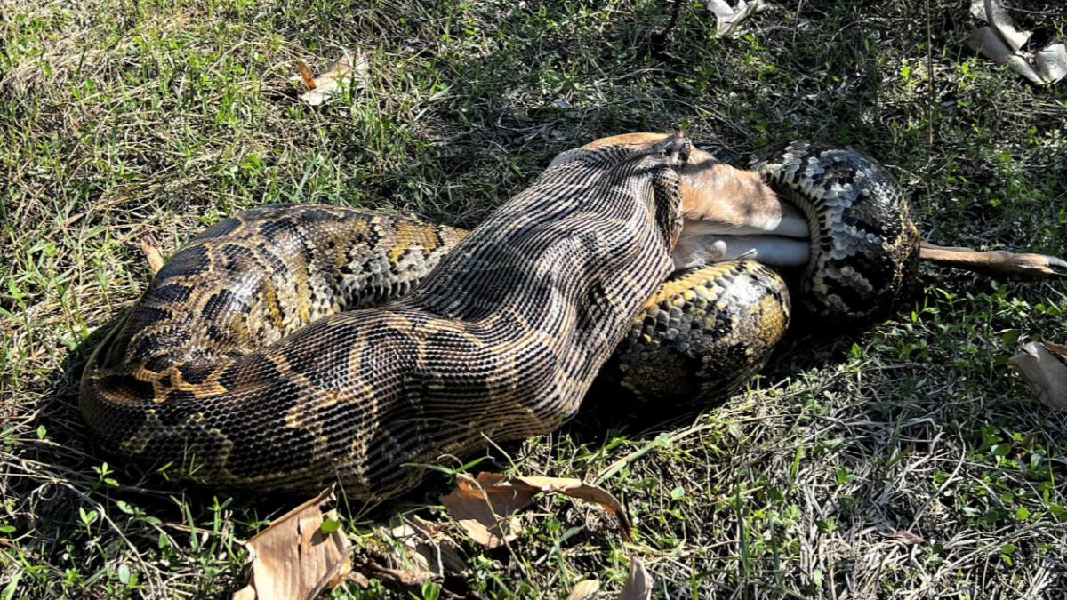 專家發現緬甸蟒可吞下整隻鹿或鱷魚。(圖/翻攝自Conservancy of Southwest Florida臉書)
