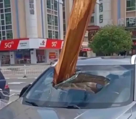曾有大王椰子樹葉砸破車輛的玻璃。(圖/翻攝自微博)