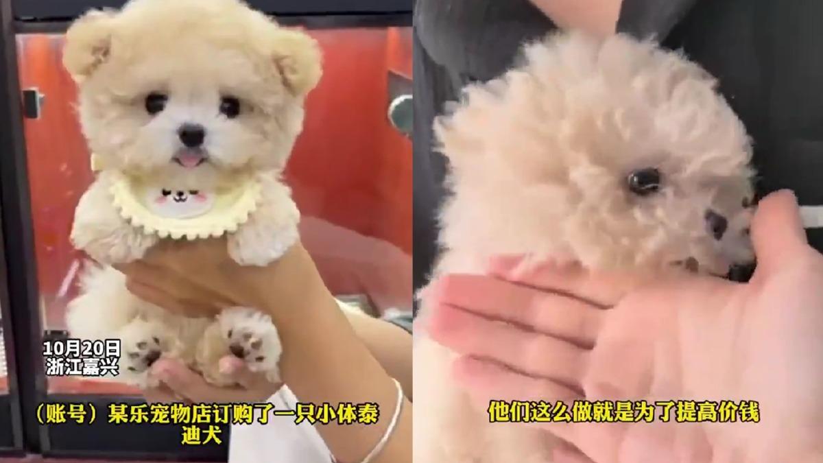 陸女花8.5萬高價網購大眼泰迪犬 眼線暈開驚見「整容」陰謀