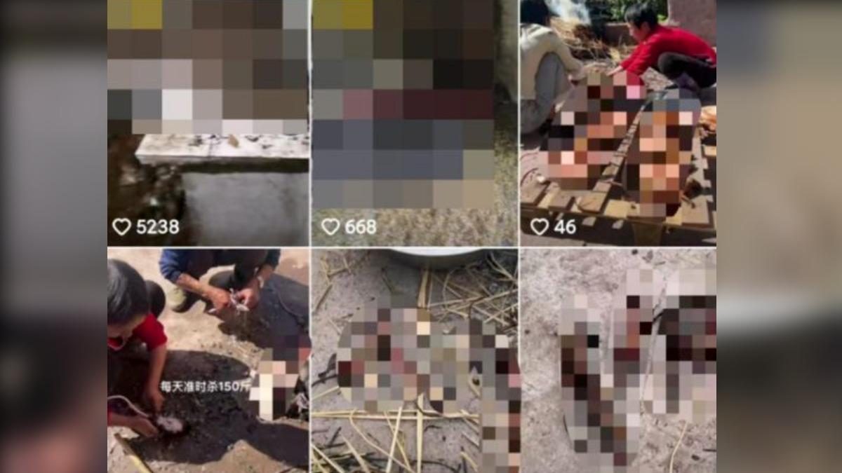 頻道上甚至出現處理老鼠肉的過程。（圖／翻攝抖音）