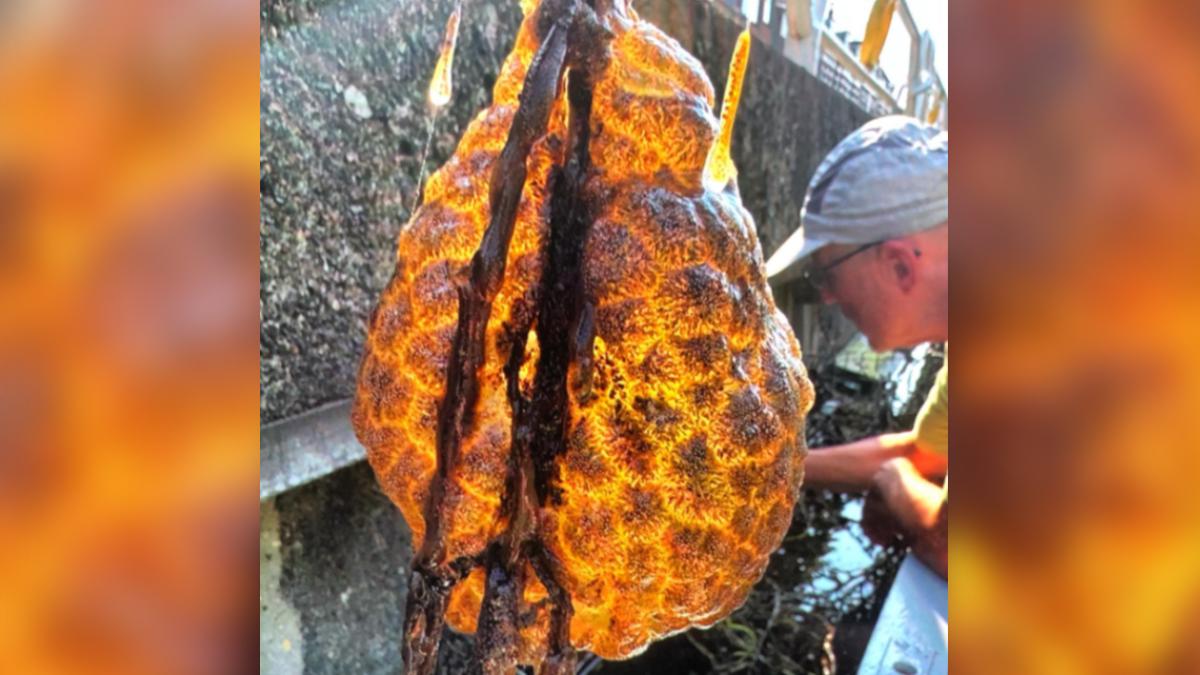 怪物大爆發?荷蘭撈出神秘「異形蛋囊」 居民嚇壞:外星人入侵