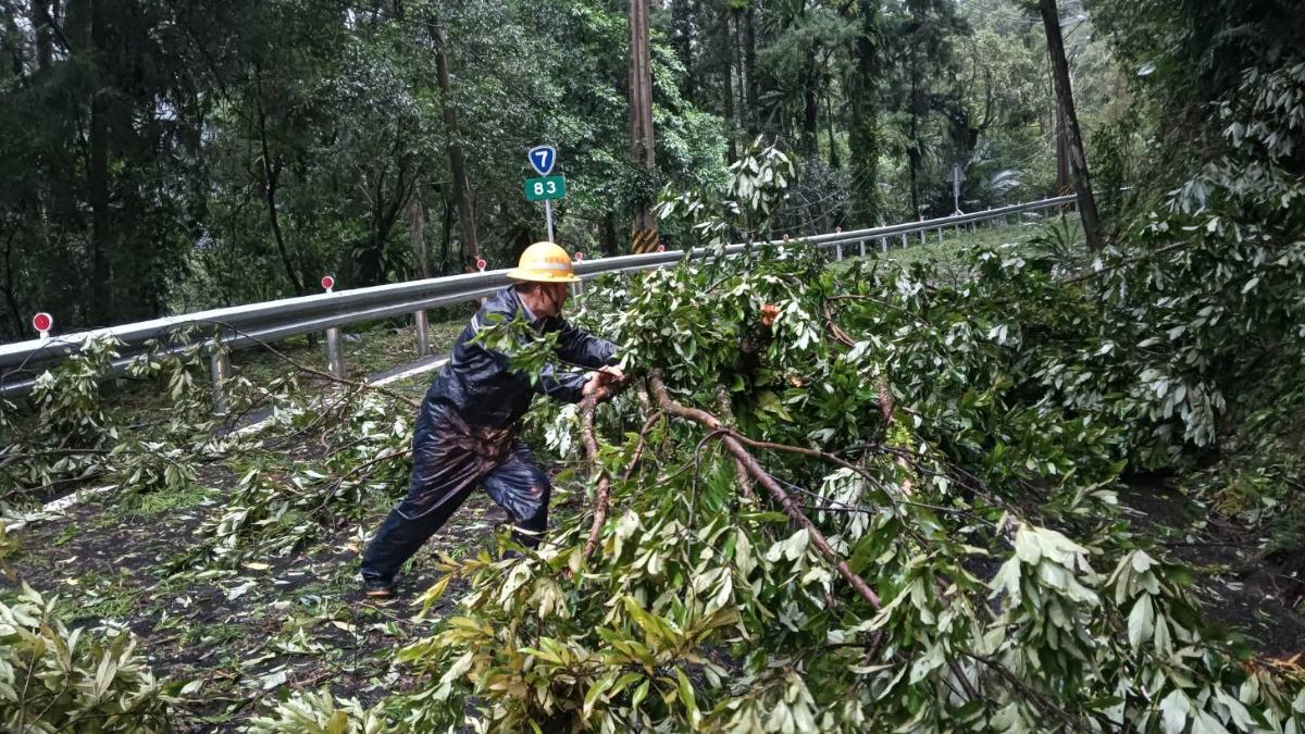 強風豪雨致宜蘭地區大樹傾倒阻礙交通,台電同仁徒步巡視搶修。(圖/台電提供)