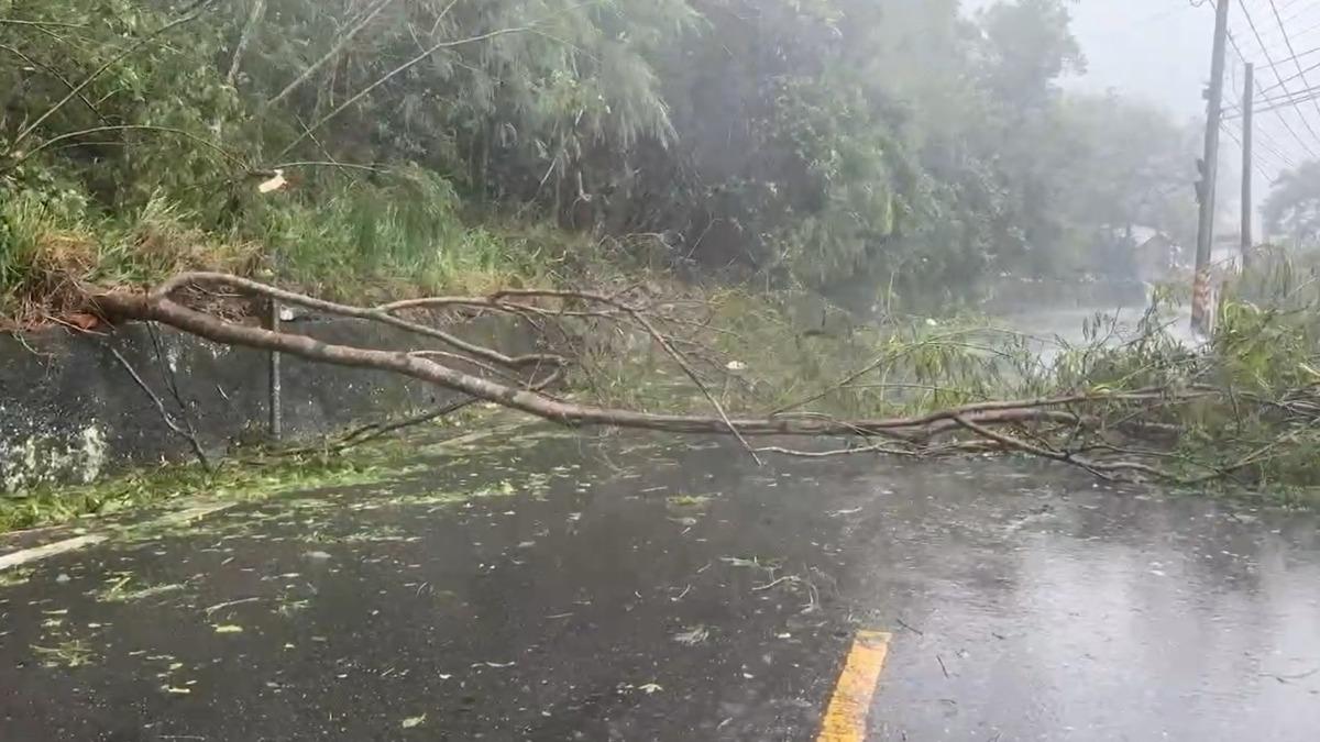台東197縣道池上段有多棵路樹倒塌,影響車輛通行。(圖/翻攝畫面)