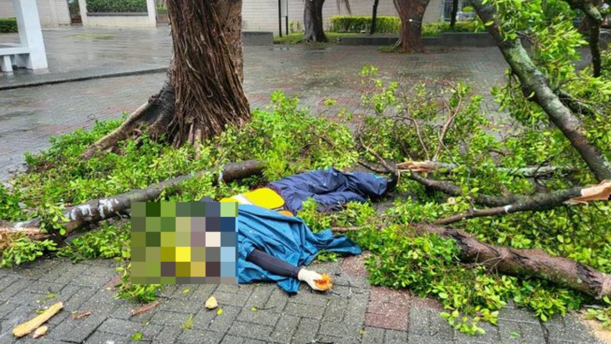 快訊/北市公園處整理倒塌路樹 員工遭樹木慘壓待救畫面曝光